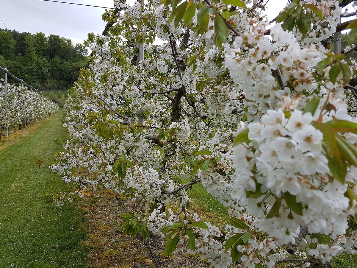 Kirschblüten in Kümmertsweiler