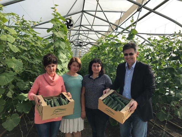 Gemüseproduktion in Russland