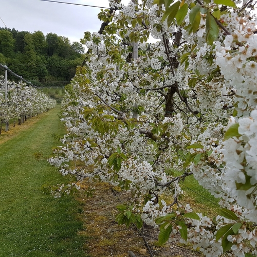 Flores de cerezo en Kuemmertsweiler